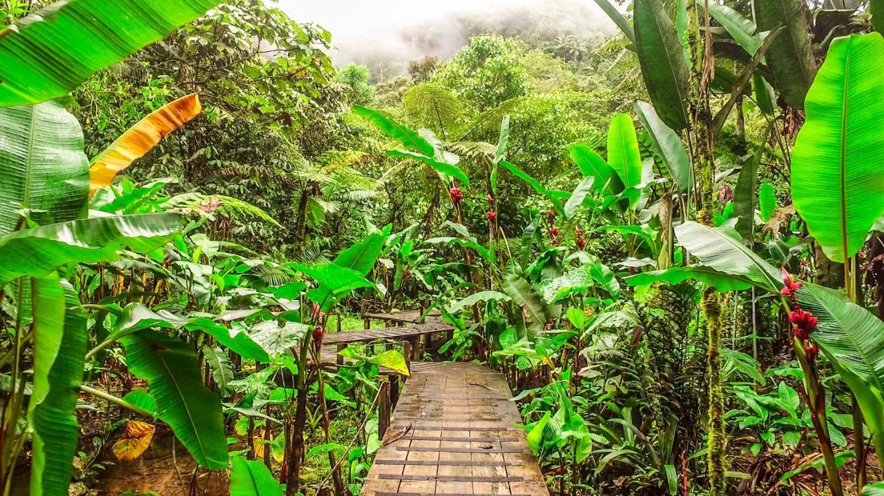 Mindo Garden Lodge And Wildlife Reserve Exteriér fotografie